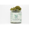 Melon Cake Indoor CBD