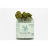 Jungle Cake Indoor CBD