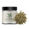 Small Buds CBD