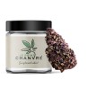 Purple Haze CBD