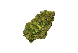 Bubble Gum CBD