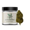OG Kush CBD