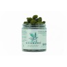 Pot LPC Smallbuds Hawaian CBD