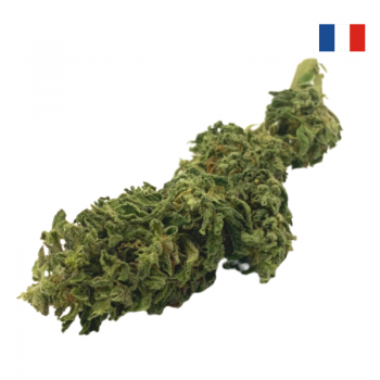 Fleur CBD bio Variété CS française outdoor