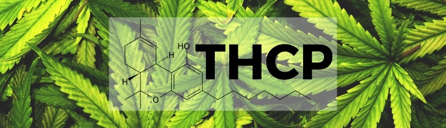 THC-P, le nouveau cannabinoïde puissant.
