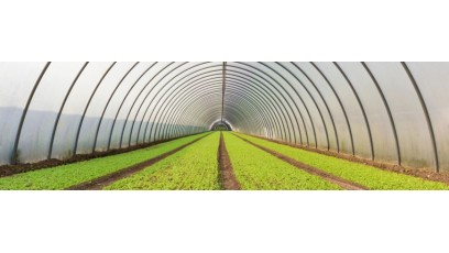 Greenhouse : Guide complet pour une agriculture durable