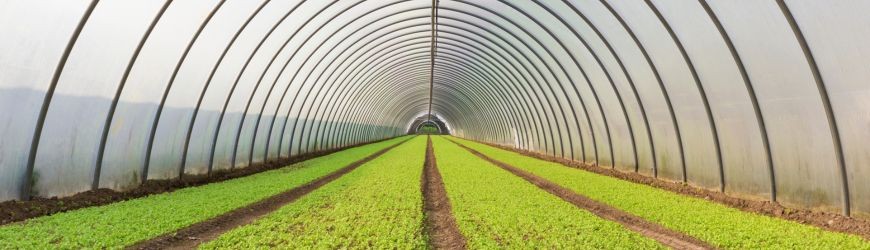 Greenhouse : Guide complet pour une agriculture durable