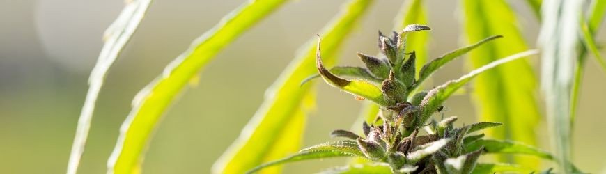 À quoi sert le chanvre ? 