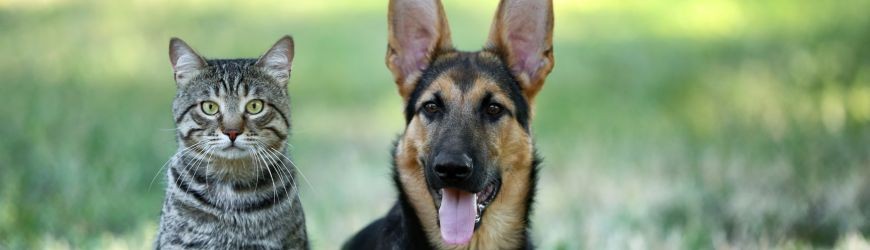 Huile de chanvre pour Chien et Chat