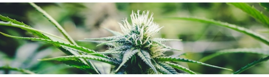 FAQ sur la fleur de CBD