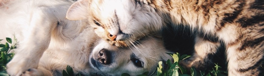 Les effets du CBD sur le stress des animaux