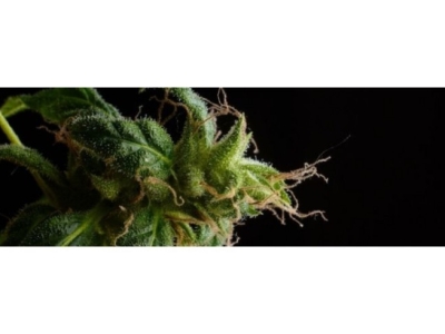 Comment consommer le CBD ?