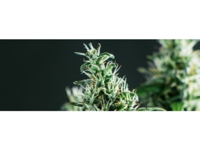 Guide CBD pour les débutants